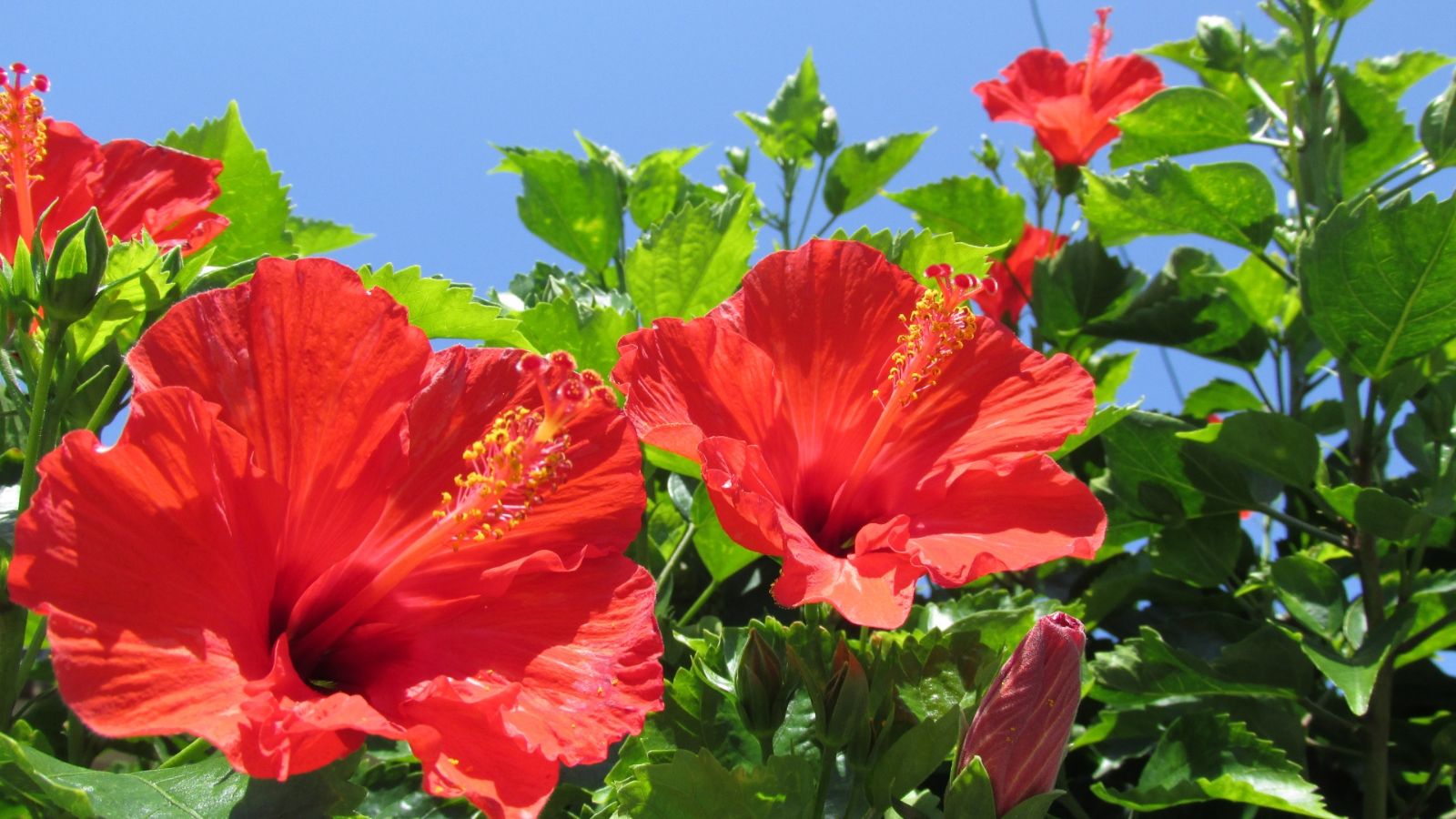 ハイビスカス|台湾の夏の終わりは燃ゆる花の情熱をいけばなに - 台湾花物語