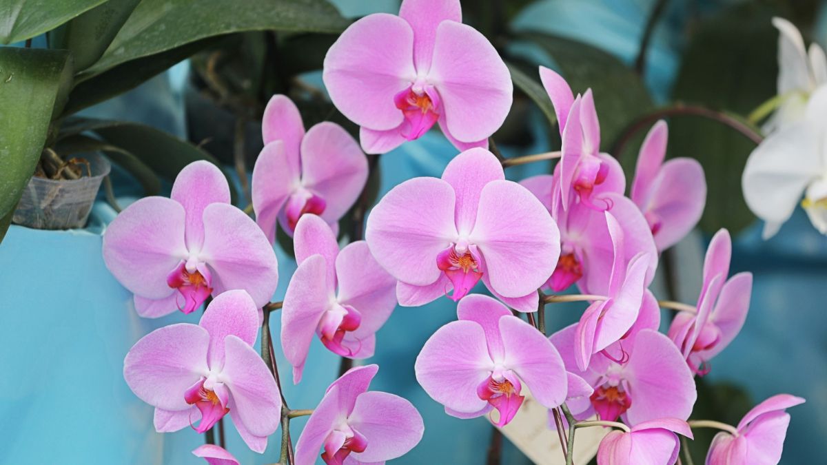 蘭|台湾のクリスマスに咲く花飾り - 台湾花物語