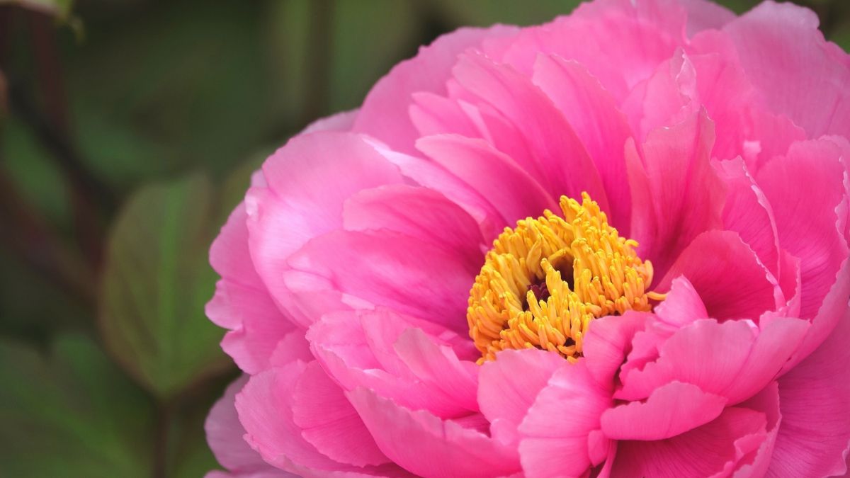牡丹|台湾の母へ贈るいけばなの花物語 ― 感謝と祈りを咲かせる一輪 - 台湾花物語